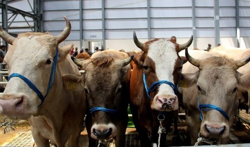 Kurban Bayramı Ne Zaman? 2026 Kurban Bayramı Arefesi Ne Zaman? Kurban Bayramı Kaç Gün Tatil?