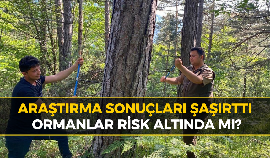 Küre Dağları’nda İklim Alarmı: Ağaçlar Değişimi Kaydediyor