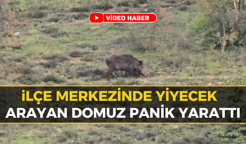 Safranbolu'da Yaban Hayatı Şehirde: Ayı ve Domuz Kameralara Yansıdı!