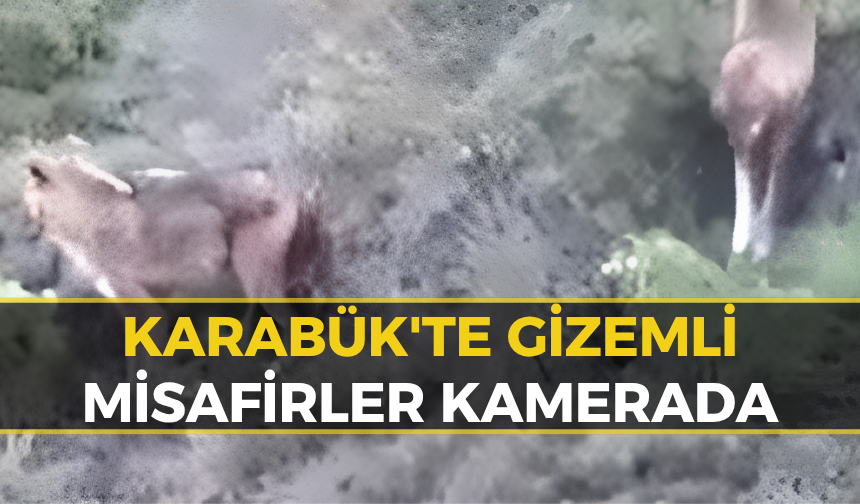 Karabük'te Kekik Toplamaya Gitti, Kayalıklarda Onları Gördü