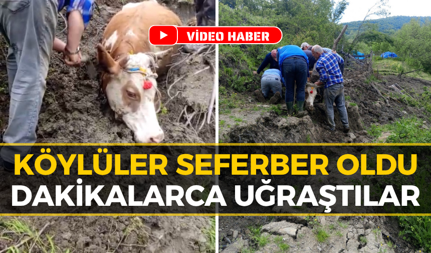 Yenice’de Kurtarma Operasyonu: İneğin İmdadına Köylüler Yetişti