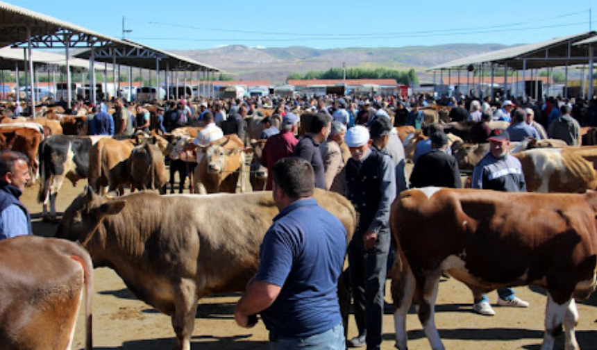 Kurbanlık Seçiminde En Sık Yapılan Hata