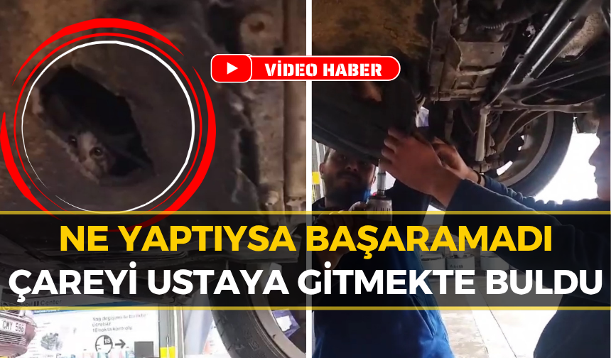 Safranbolu’da Yavru Kedinin İnanılmaz Kurtuluşu: İşte O Anlar