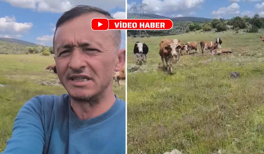 Köylüden Şoke Eden İddialar: "İneğime Trafik Cezası Yazdılar"