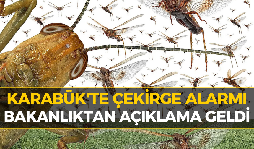 Karabük'te Görülen Çekirgeler Korkutmuştu! Bakanlık Gerçeği Açıkladı