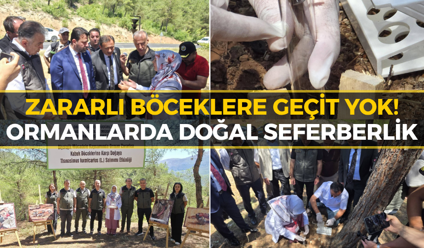 Karabük Ormanlarında Zararlı Böceklere Karşı Mücadele