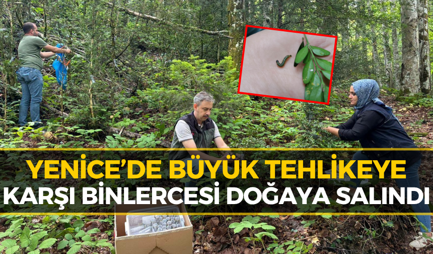 Yenice Ormanlarında Bakın Ne Yapıldı! Binlercesi Doğaya Salındı