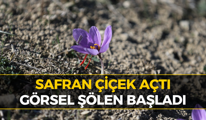 Safranbolu’da Safran Sezonu Başladı