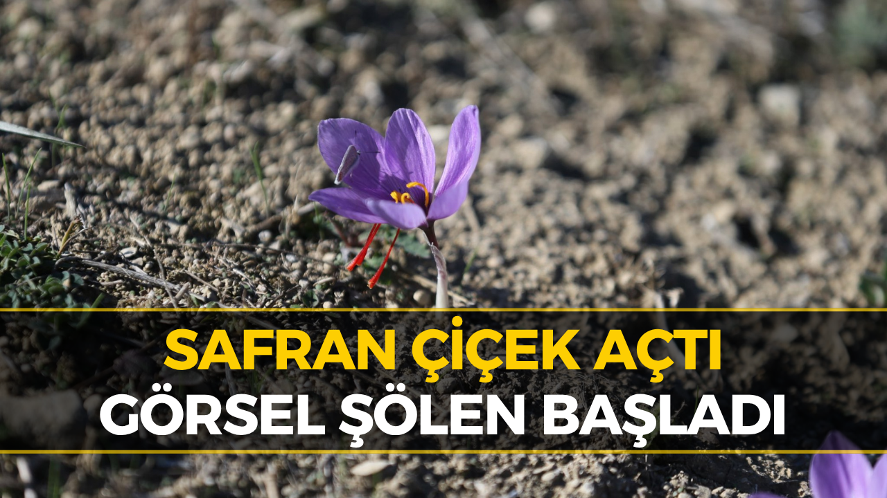 Safranbolu’da Safran Sezonu Başladı